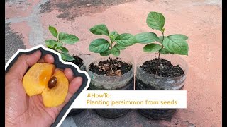 Planting a Persimmon Tree in 210 Days or Less - You Won't Believe What Happens Next!