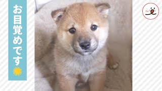 「おはよう」の言葉を聞いてテンション急上昇❣️ 寝起きの子柴が可愛すぎた😂【PECO TV】