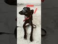 dog training#video#share#viral#subscribe#contact #7988150626