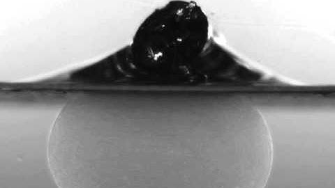 Compression Test of a Hydrogel Sphere using the CellScale MicroSquisher