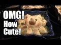 Little Piggie Pies - Chicken - Cute!