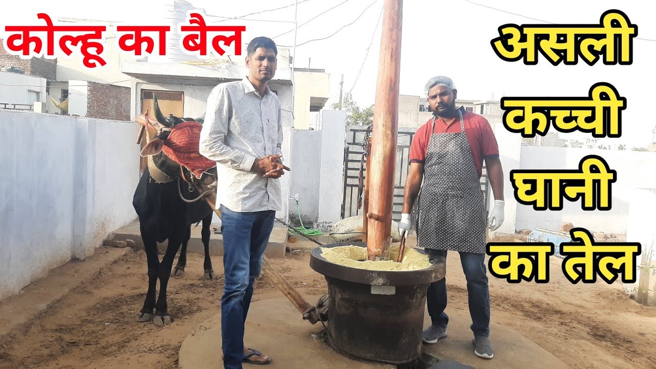 कोल्हू का बैल 👍 आटीज देखे लो असली #कच्ची #घानी का तेल, किसे कहते है 👍Ox Driven Kolhu