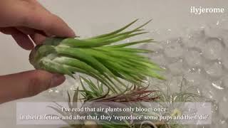 unboxing air plants (tillandsias) - first time buying plants online