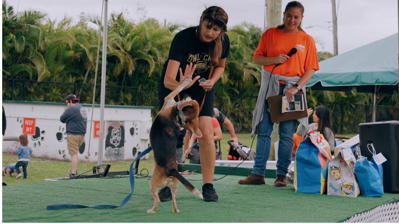 Different Dog Breed With The Best Tricks In 2023