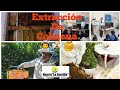 👨‍🚀EXTRACCIÓN de COLMENA 🐝🍯en chimenea 2020