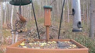 Early morning feed: Feb 24, 2024 9:13AM - 9:29AM by Birdchill™ birdwatching cams 81 views 2 months ago 15 minutes