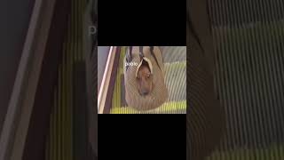 Download Lagu Yo soy... Pablo 🤑🤑🤑 #humor MP3