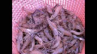 How To Guide For Shrimp Farming - Review