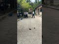 pétanque amusante 🔥| funny pétanque #pétanque #petanque2022 #petanque2023 #france