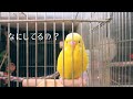 お留守番中のセキセイインコとオカメインコの様子、甘えタイム Cockatiel Budgie