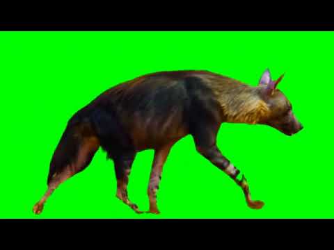 green screen hyna