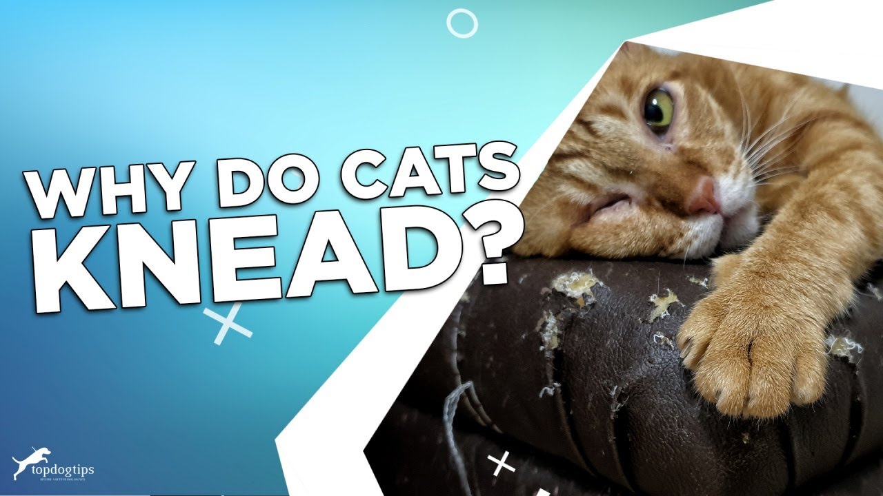 Curated visual reference: Why Do Cats Knead Photo Inspiration
