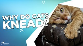 Why Do Cats Knead? by Top Dog Tips 191 views 1 month ago 8 minutes, 30 seconds