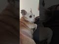 Dog Nap - #Mind Your Own Business #Chihuahua punk - Delta 5