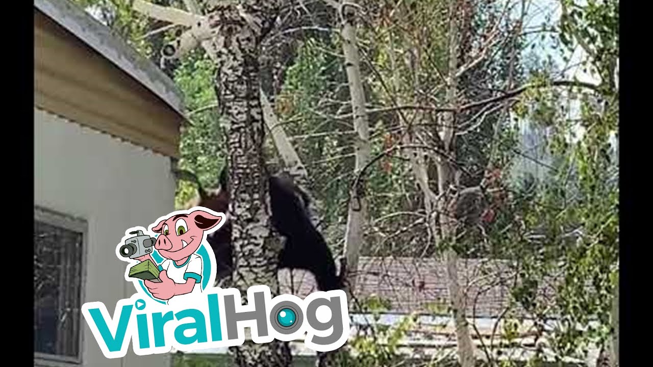 Bear Cubs Playing in South Lake Tahoe || ViralHog - YouTube
