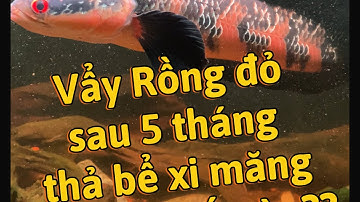 Thu hoạch lóc vẩy rồng đỏ sau 5 tháng thả bể xi măng