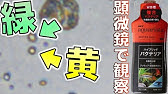 Psb 成長促進効果のある栄養強化版と 3倍濃縮タイプを開封してみた シマテックpsbプラスプラス 濃縮タイプpsb ふぶきテトラ Youtube Psb 成長促進効果のある栄養強化版と 3倍濃縮タイプを開封してみた シマテックpsbプラスプラス 濃縮タイプpsb ふぶきテトラ Youtube