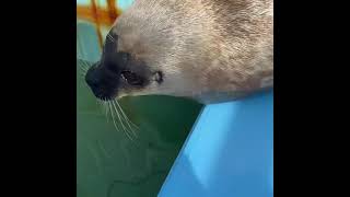 Famous Seal video archive museum: cutie 👌🦭🤙🌷 Net Worth