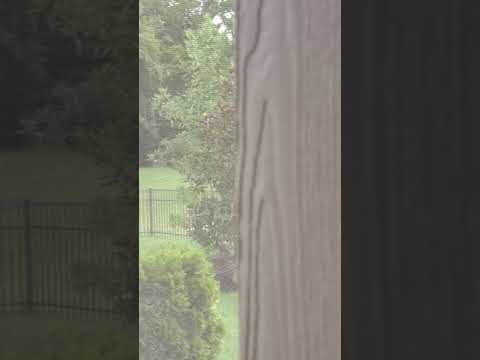 Fawns in the Back Yard