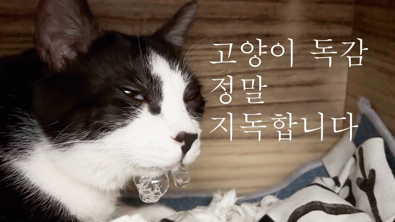 [살구의 투병일기 2] 고양이 바이러스  