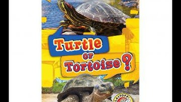 Turtle or Tortoise? - Kirsten Chang