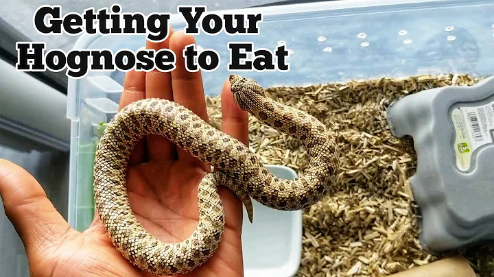 Ways to Get a Picky Hognose Snake to Eat