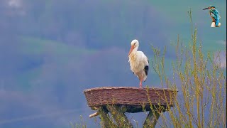 Cutest birds on the tree with soft sound . Video Capture in Thai Land by Wonderful Video World . screenshot 2