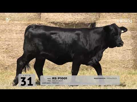 LOTE 31   TAT P1001 F Brangus