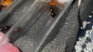 Camponotus semitestaceus #1