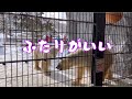 ひとりよりふたりのほうが楽しいね♪旭山動物園のホッキョクグマʕ&bull;ᴥ&bull;ʔサツキ&ルル