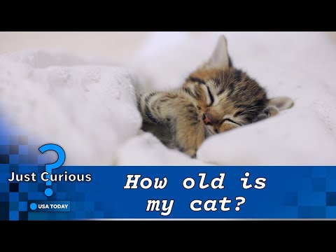 How old is my cat in human years? They may be older than you think | JUST CURIOUS