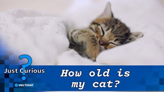 How old is my cat in human years? They may be older than you think | JUST CURIOUS