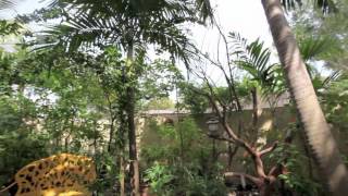 Eusse Mystical Garden A Tour Of The Garden.mov
