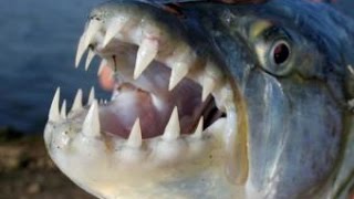Top 10 Most Dangerous Freshwater fish
