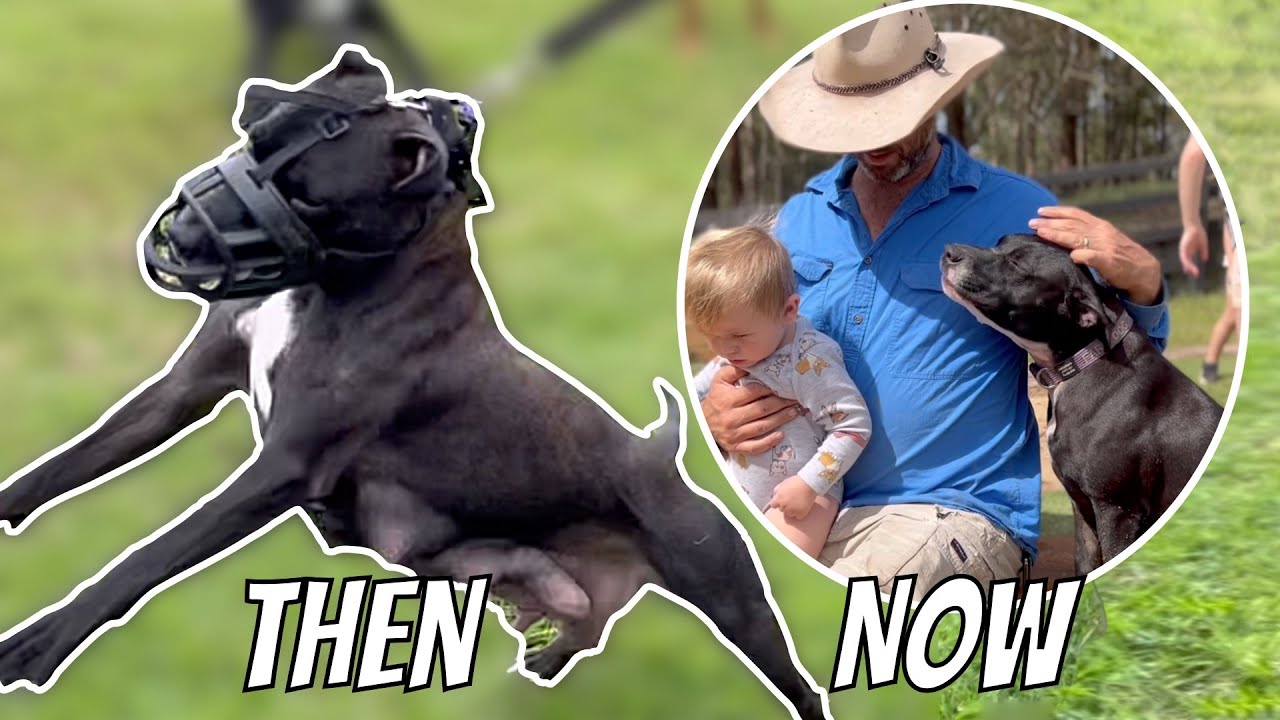 Pregnant Shelter Dog left tied to a Sink Now Living Her Best Life - YouTube