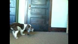 Part 2 Cocker Spaniel Bird Hold Clicker Training 6 days later..