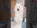 サモエド可愛すぎて滅 #samoyed #サモエド #MILK