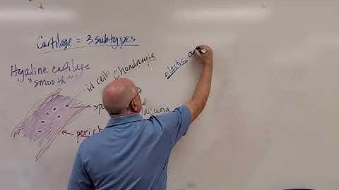 Professor Long 2401 Lab T1 Supportive CT, Cartilage