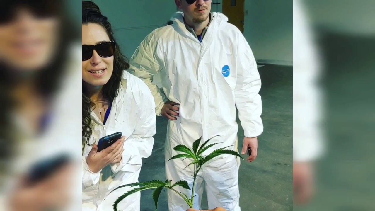 Virtual Cannabis Tour - Cloning