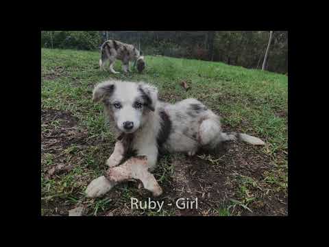 border-collie-puppies