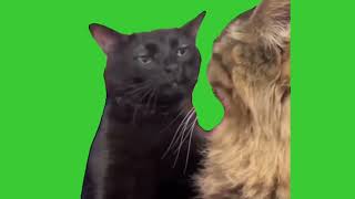 Cat Zoning Out Meme | Green Screen Meme