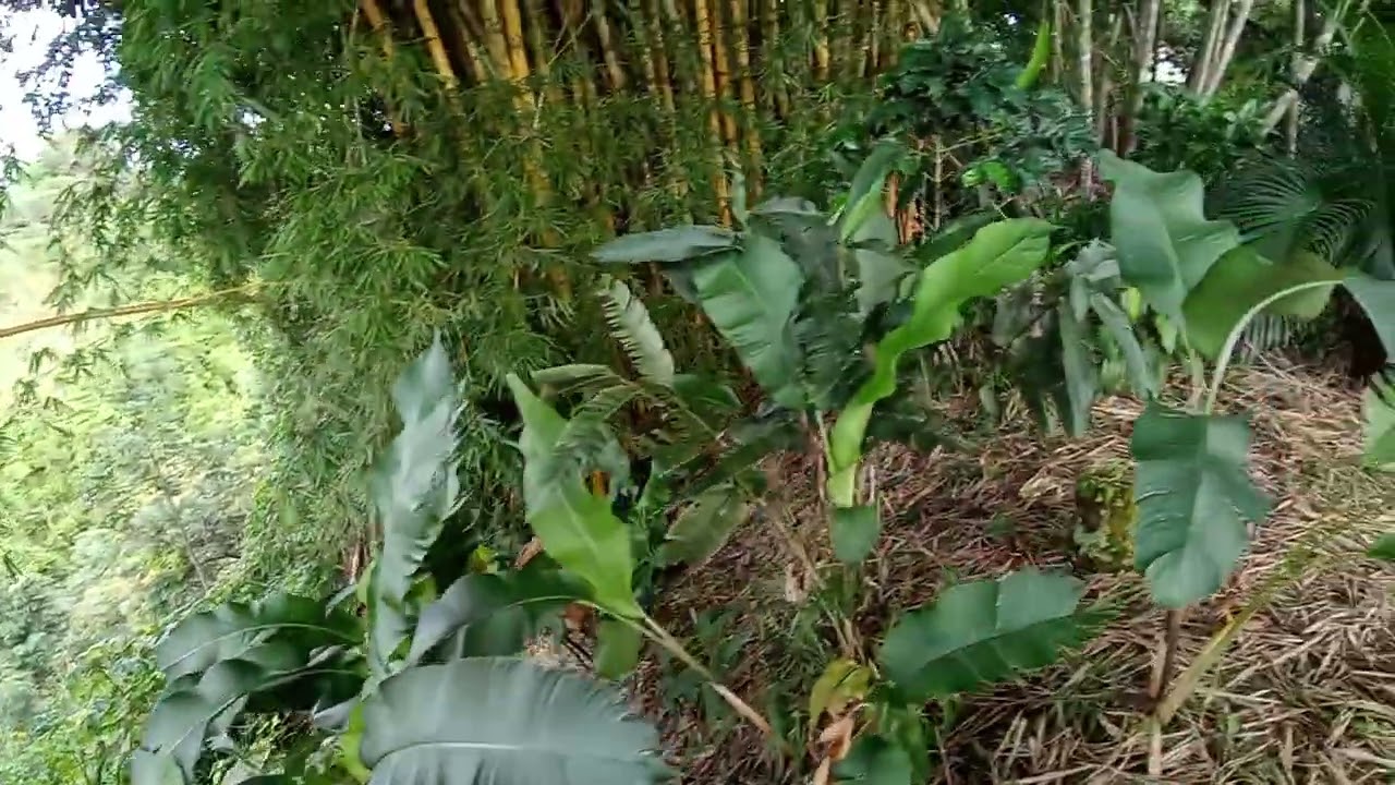 LA MEJOR FINCA DEL SUROESTE ANTIOQUEÑO A 2 HORAS DE MEDELLIN