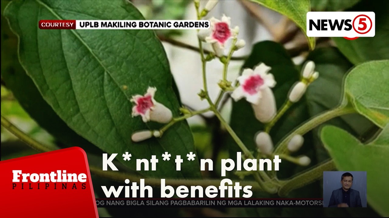 K*nt*t*n plant, maraming dalang benepisyo sa kabila ng malaswa nitong pangalan | Frontline Pilipinas