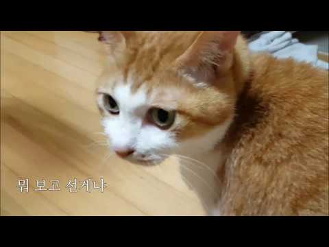 막무가내 <strong>안뚱땡이</strong>