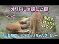 旭山動物園 オリトには嬉しい朝 今日もじれったいふたり Orito’s Happy Morning【English Subtitles】 Orito & Io family