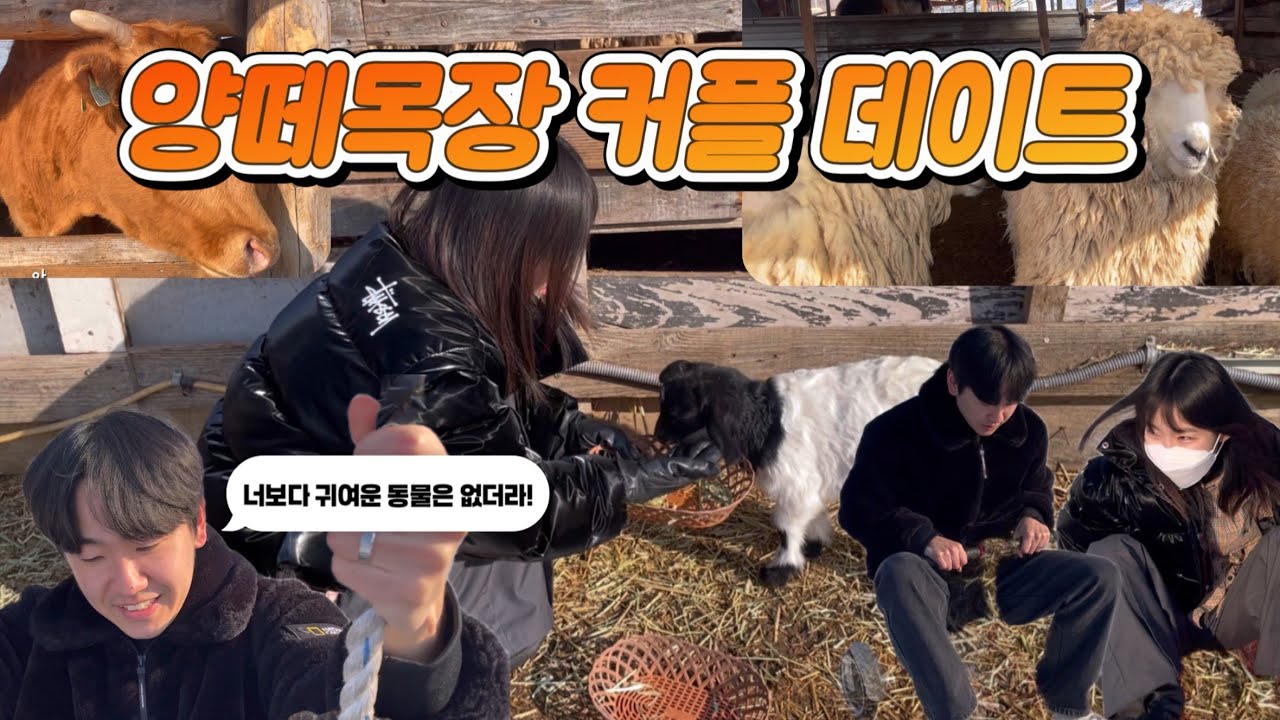 양떼목장에서 피어난 사랑(?)ㅎ