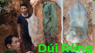 Đào Dúi Rừng. Thông ngày gặp phải hang Dúi Hai con. Và cái kết