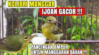 KOLIBRI MANGGAR IJOAN GACOR❗PANCINGAN UNTUK MANGGARAN BAHAN CEPAT NGALAS❗