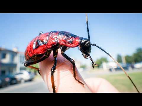 The World’s Smelliest Insect Is Insane