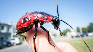 世界で一番クサい昆虫。あまりに臭すぎる